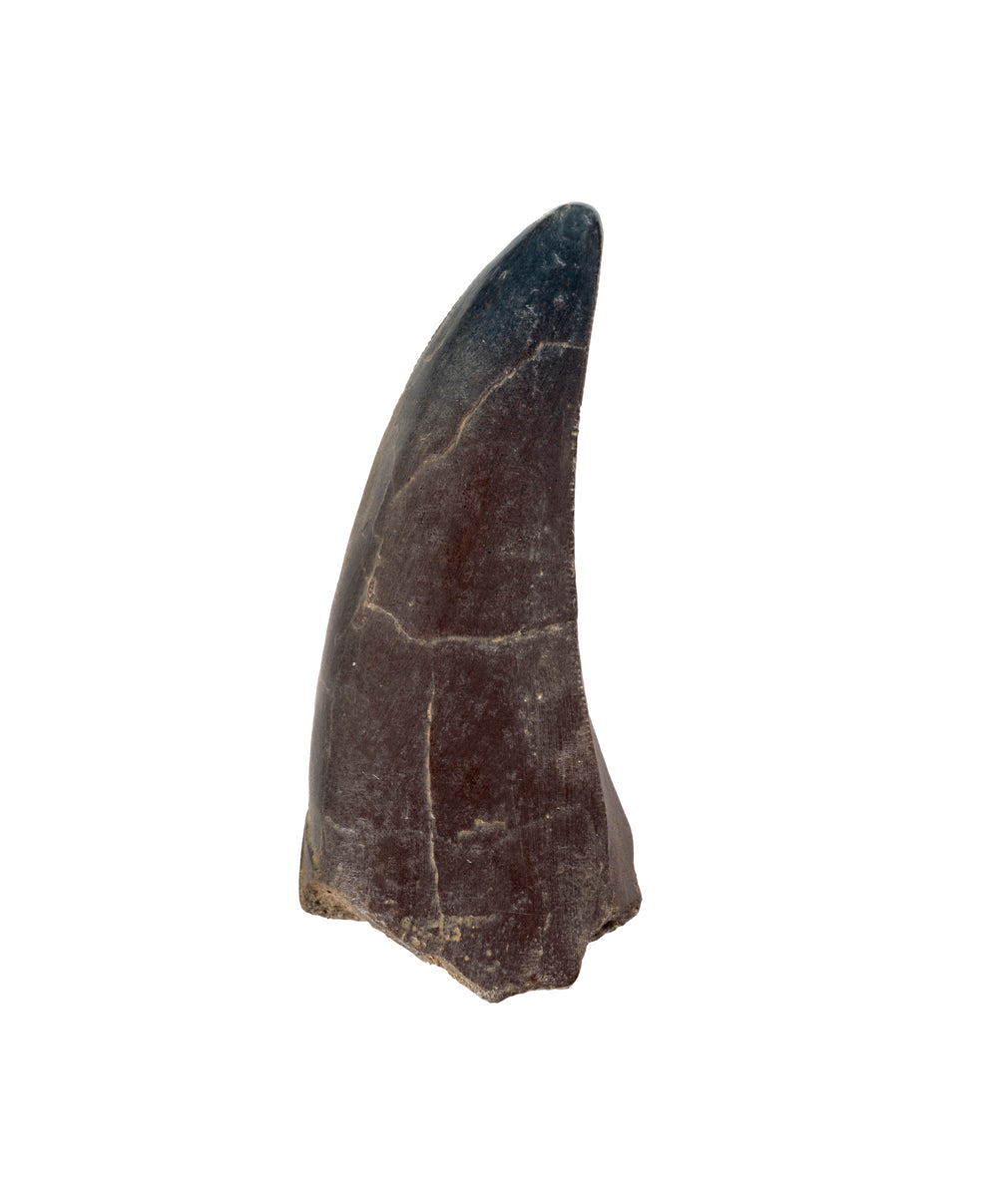 TRex_Tooth