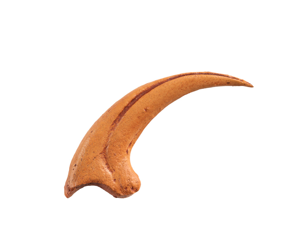 Velociraptor_Claw